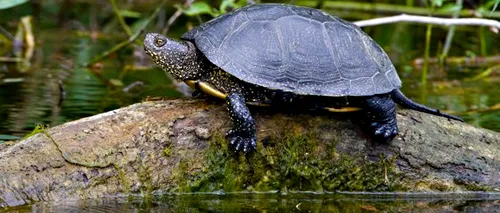 Zeci de broaște țestoase au fost găsite moarte pe malul unei plaje din Japonia