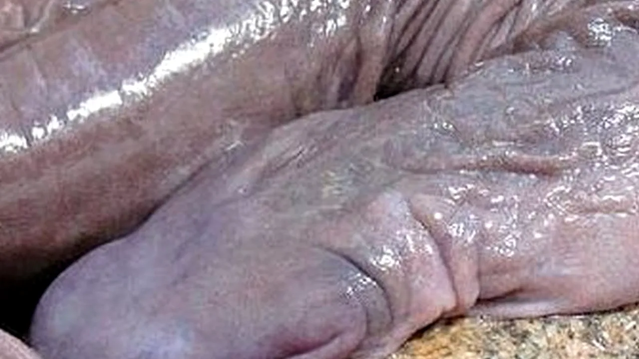 Un animal cu o formă 