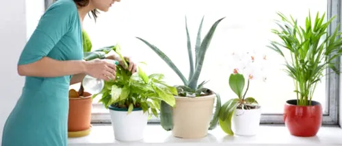 Șapte plante care curăță aerul din locuințe