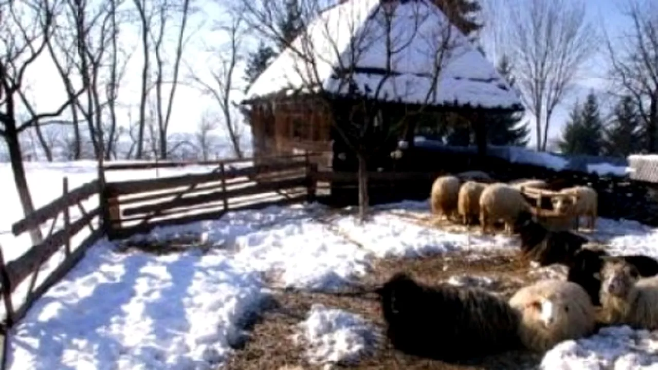 Cinci persoane, găsite moarte la o stână din Vaslui. Ce cred anchetatorii că s-a întâmplat