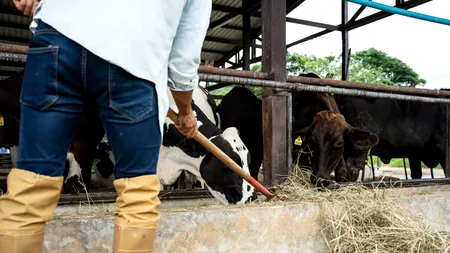 Țara din Europa care va TAXA emisiile de metan ale vacilor și porcilor. Este o premieră mondială