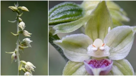 O nouă specie de orhidee a fost descoperită în Munții Bucegi