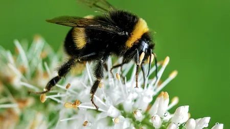 O femeie din Vâlcea a murit după ce a fost înțepată de un bondar