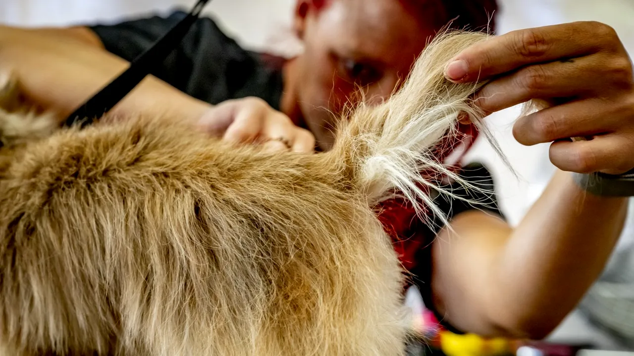 Cât CÂȘTIGĂ un frizer canin în România și ce beneficii mai poate avea pe lângă salariu