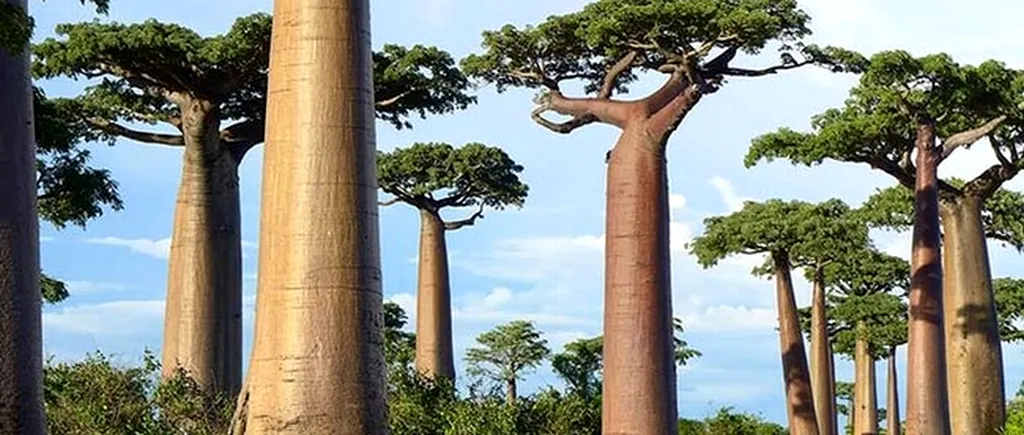 GALERIE FOTO. Cei mai frumoși copaci din lume