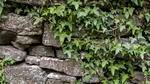 Cum să îndepărtezi iedera din curte. Secretul dezvăluit de o expertă în grădinărit