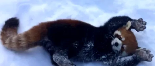 Clipul devenit viral: cum se bucură doi urși panda roșii de zăpadă