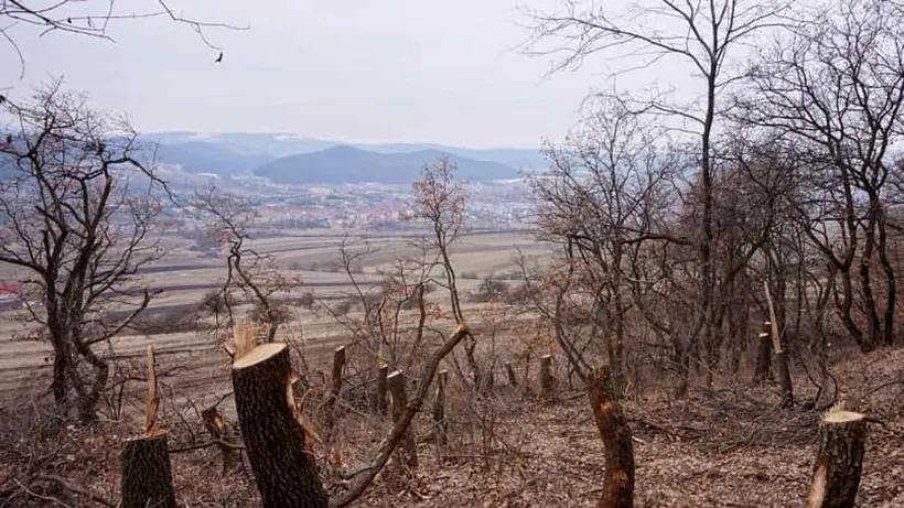 POIANA ROTUNDĂ, vizitată de fanii paranormalului, cade pradă unui FENOMEN OBIȘNUIT în România: Defrișarea copacilor