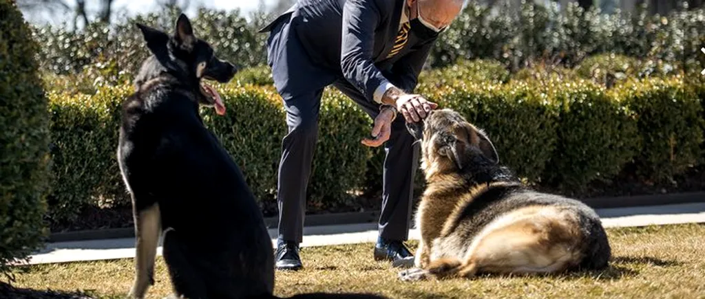 Câinele lui Joe Biden a mușcat din nou! Ciobănescul Major l-a atacat pe un gardian public