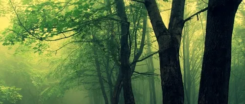 O pădure din România inclusă în topul celor mai înspăimântătoare locuri din lume