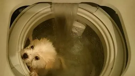 Fotografiile care au stârnit REVOLTĂ pe Facebook: ''Așa se spală rapid un câine''