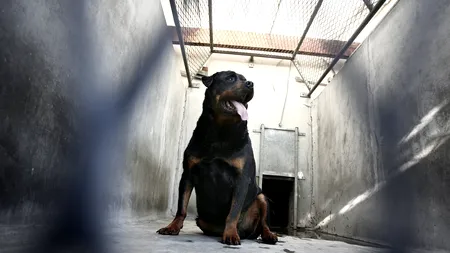 Fetiță de doi ani, la spital după ce a fost mușcată pe stradă de doi câini Rottweiler