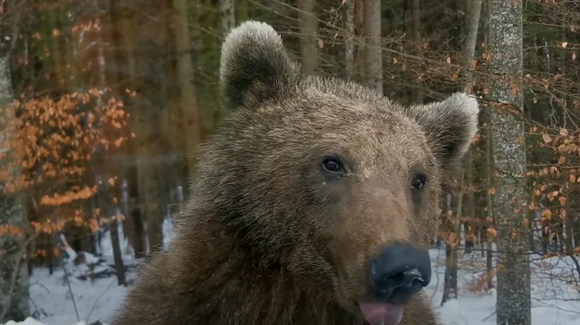 Urs semnalat în Parcul Central din SINAIA. Cum a reacționat o turistă după ce l-a fotografiat