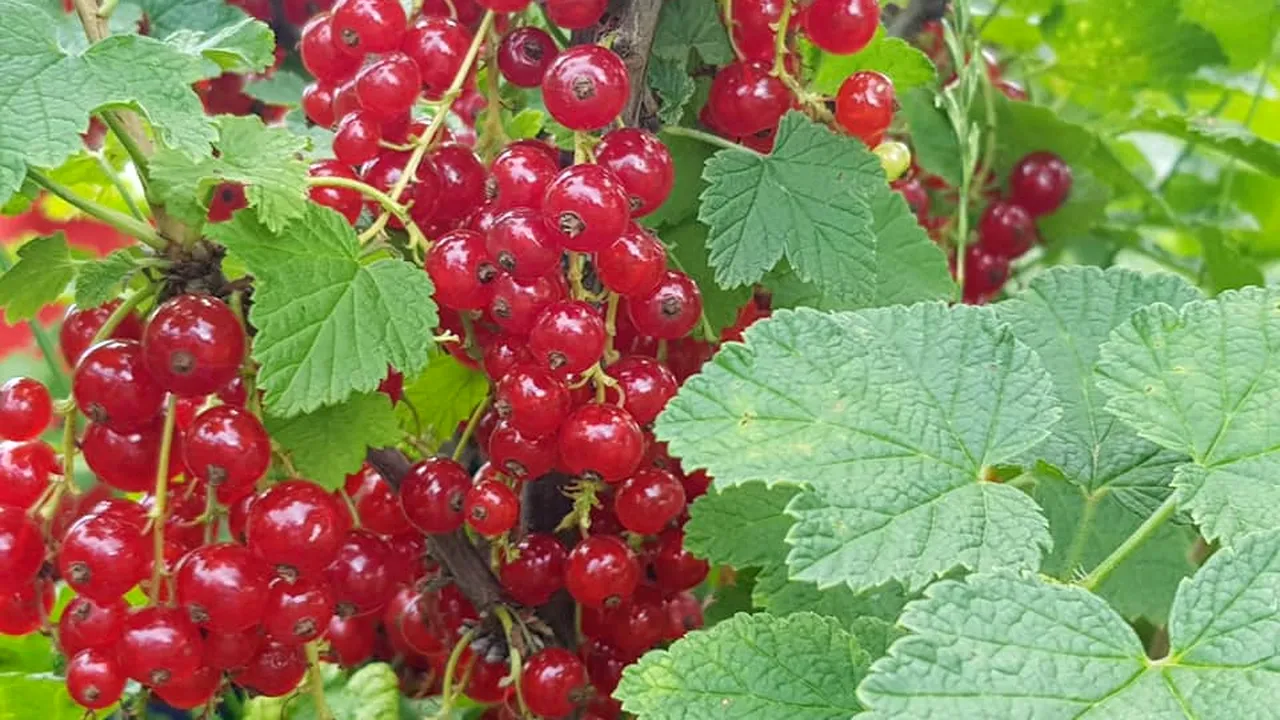 Un gospodar preferă să dea de pomană trei tone de fructe de pădure, decât să le vândă pe un preț de nimic