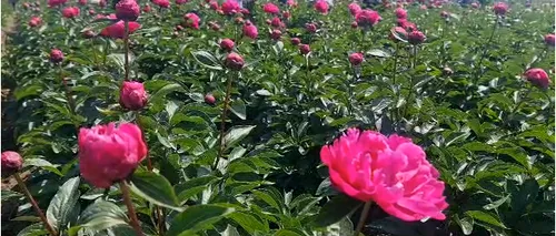 VIDEO | Plantație de 13 hectare de BUJORI, în Dolj, la Moțăței. Florile parfumate ajung în Olanda, Franța și Austria