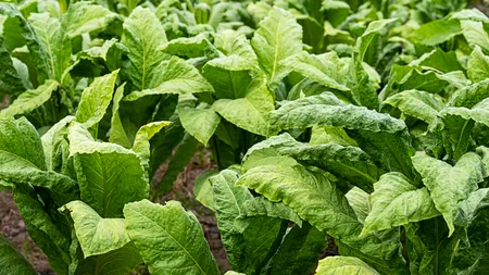 Vești bune pentru producătorii de TUTUN. Subvenția a ajuns la 20.000 de lei la hectar