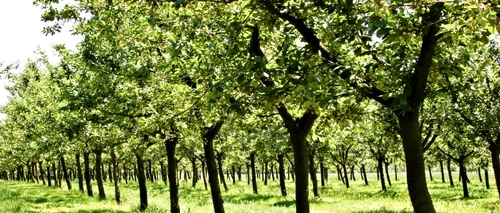 Anunțul ministrului Agriculturii: Temperaturile ridicate din ianuarie au creat probleme pomilor fructiferi
