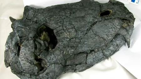 DESCOPERIRE de ultimă oră. Cum arătau locuitorii Pământului, în urmă cu 265 de milioane de ani