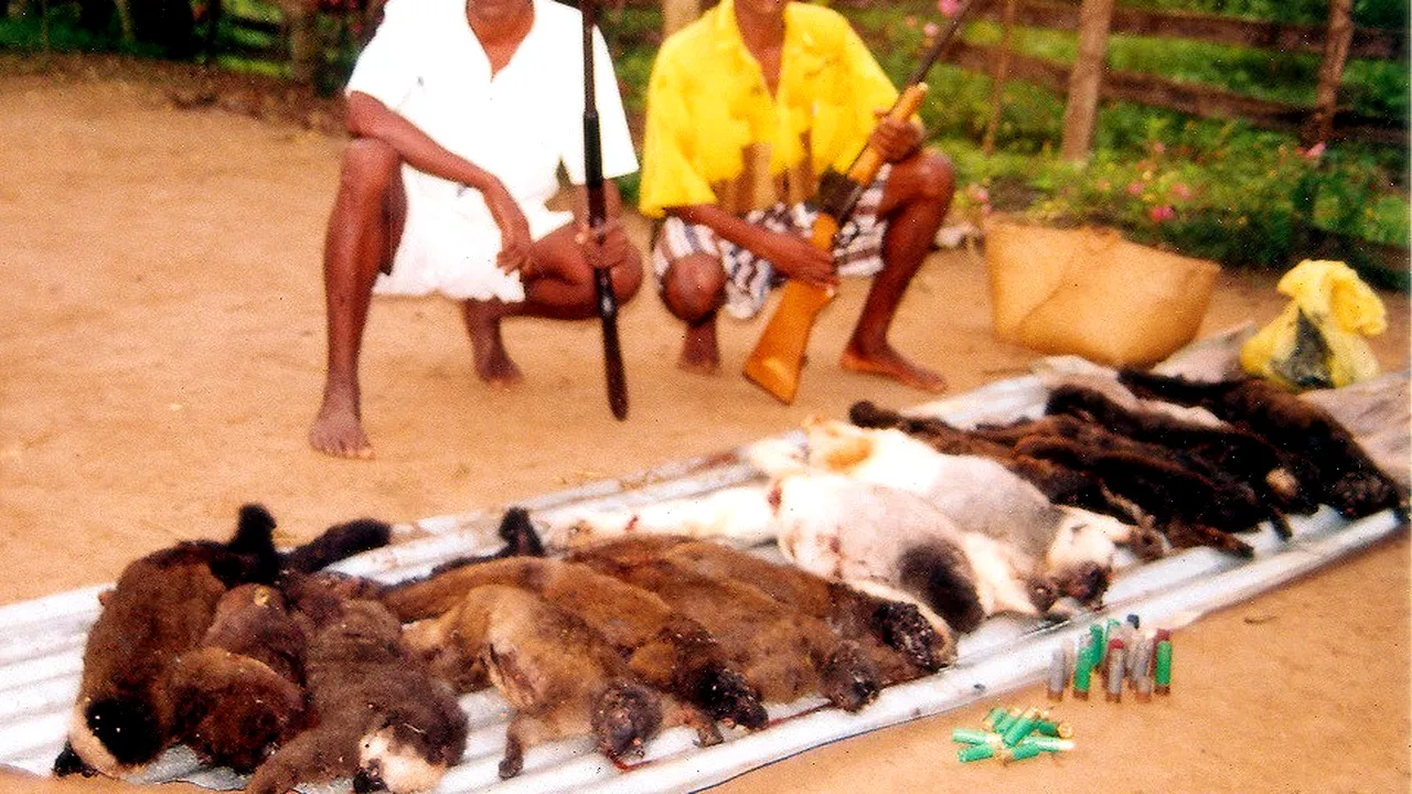 Animalele sălbatice, vânate pentru carnea lor. 301 specii de mamifere sunt pe cale de dispariție