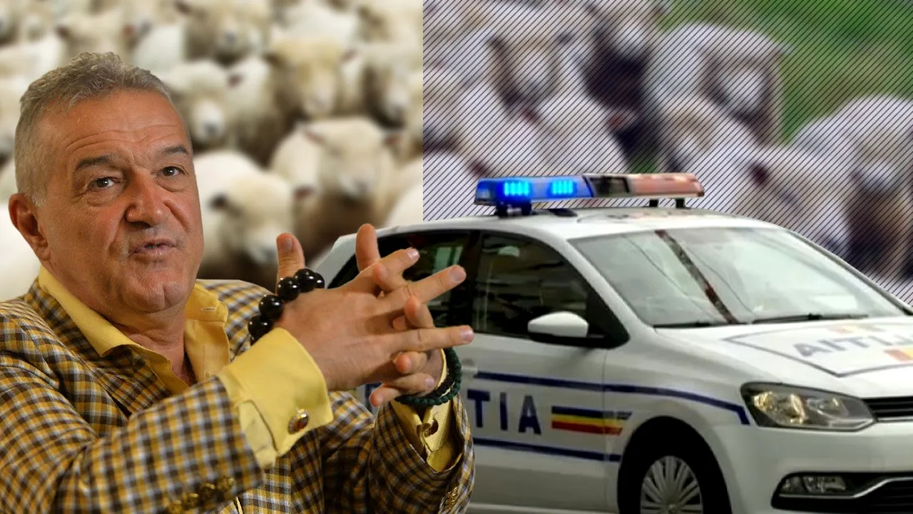 Stâna lui Gigi Becali, prădată de hoți. Mai mulți indivizi au fugit cu „mioarele” patronului FCSB / Prejudiciul se ridică la 1.500 de euro