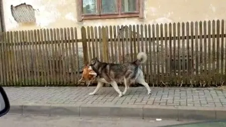 VIRALUL ZILEI. Un câine a fost filmat în timp ce se plimbă cu o găină în gură. Clipul a stârnit hohote de râs VIDEO