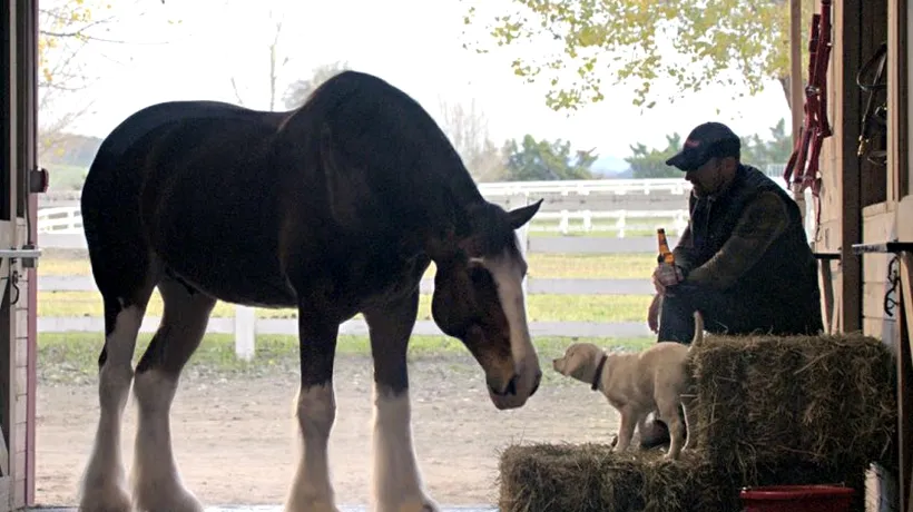 SUPER BOWL 2015. Top 5 cele mai bune reclame difuzate în timpul galei