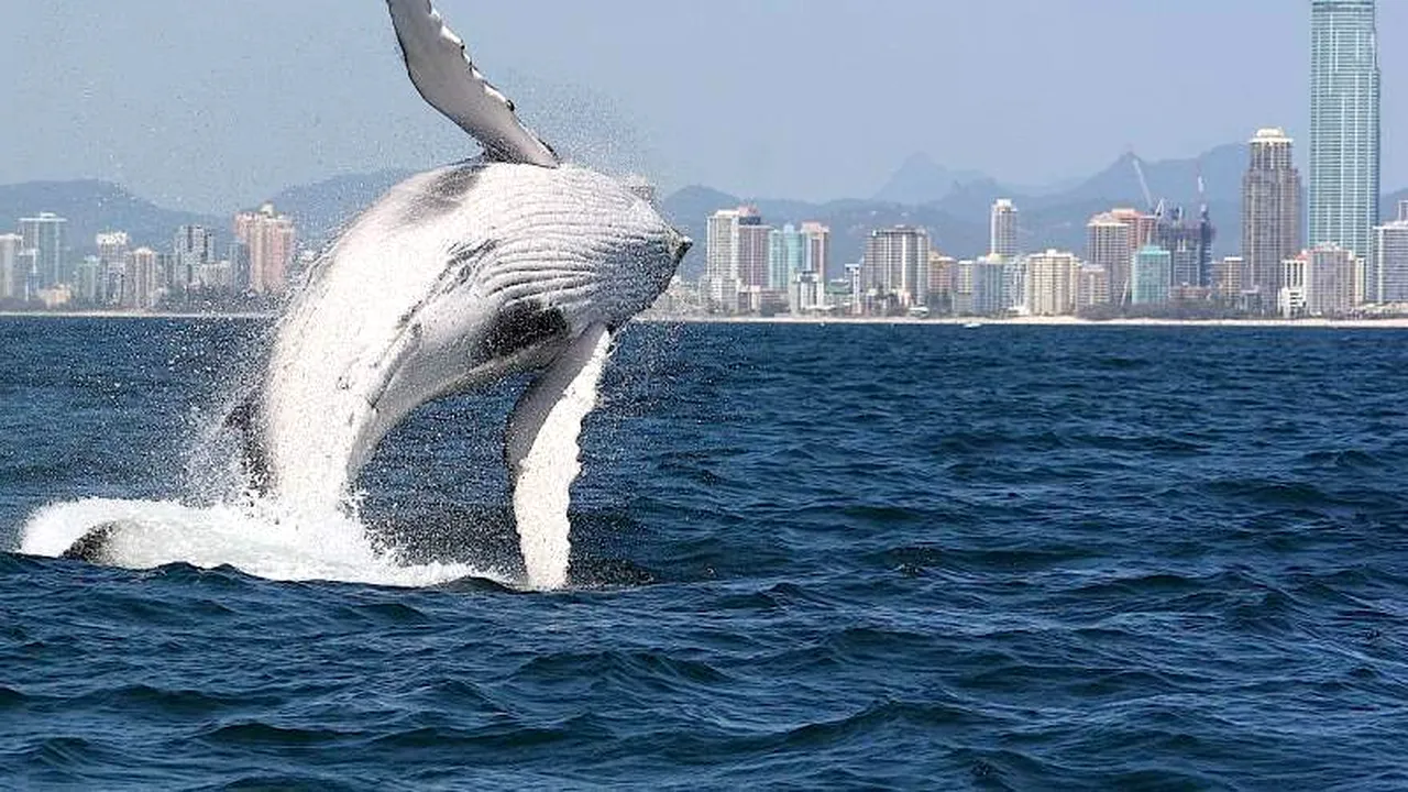 IMAGINI RARE surprinse în apropiere de Sydney: 