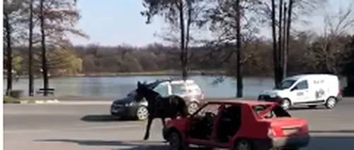 Imagini șocante au fost filmate în orașul Pantelimon! Un cal chinuit este obligat să tragă o mașina în trafic. ”Cedează trecerea” - VIDEO