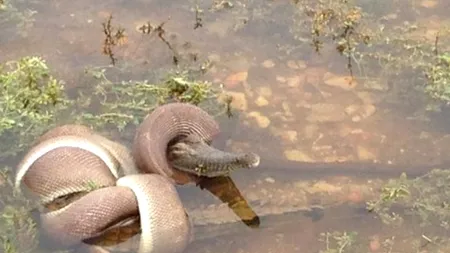 Galerie foto: Un șarpe din Australia înghite în întregime un crocodil