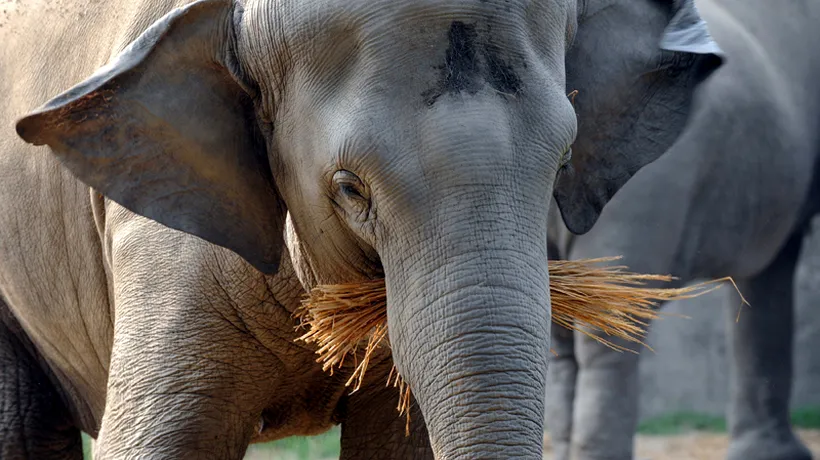 Unde poate fi văzut singurul elefant indian din România