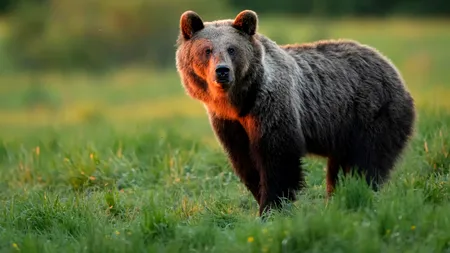 CONTROVERSE după ce trei urși au fost împușcați în Harghita pentru că erau un pericol pentru oameni. Viceprimar: „Mama lor i-a crescut cerșetori”