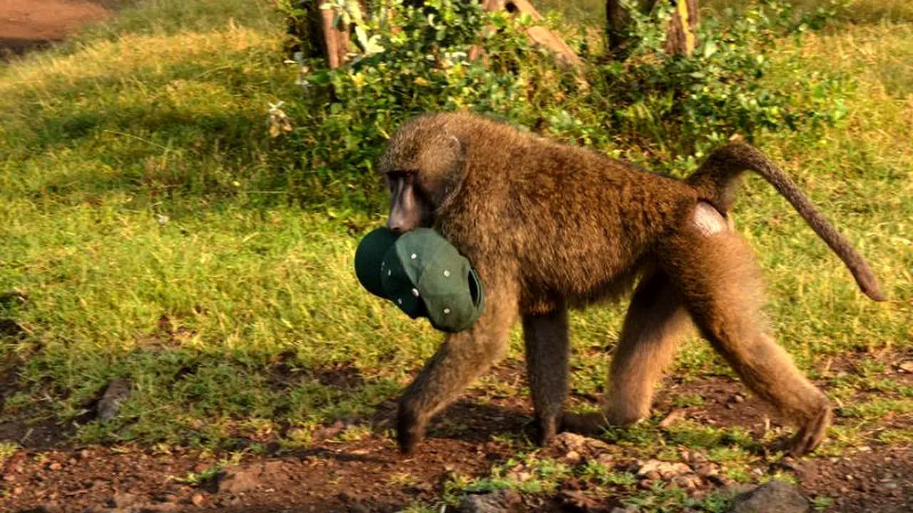 MEDIAFAX ZOOM. Safari în Africa