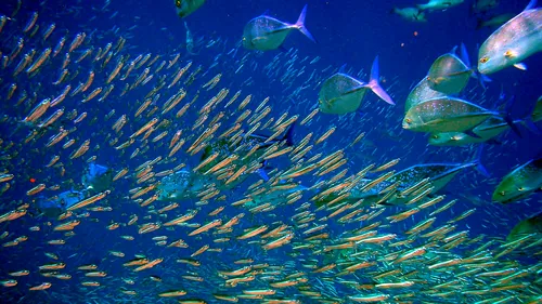 Experimentul care schimbă tot ce știai despre pești. Descoperirea uluitoare a cercetătorilor