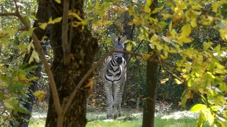 Zebra de la Gradina Zoologică din Timișoara a murit după ce s-a aruncat într-un heleșteu