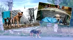 Câinii războiului: cum s-au transformat animalele fără stăpân de pe frontul din Ucraina în doar doi ani