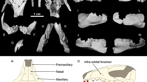 Descoperire importantă: cum arăta mamiferul cu dinții roșii, care a trăit în Transilvania acum 70 de milioane de ani