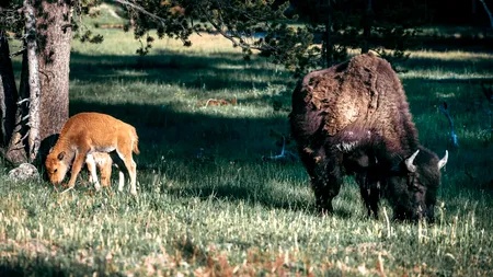 Ce animal sălbatic a reapărut în România, după o absență de 200 de ani. Este simbol al puterii și rezistenței