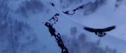 Ce se întâmplă când un vultur atacă o dronă