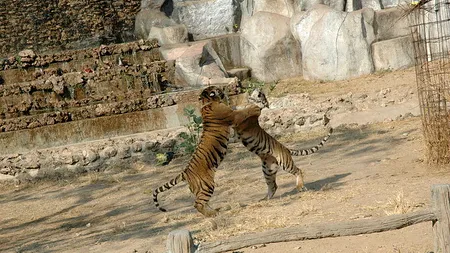 Descoperire macabră în Templul Tigrilor din Thailanda. Ce era în congelatorul din clădire