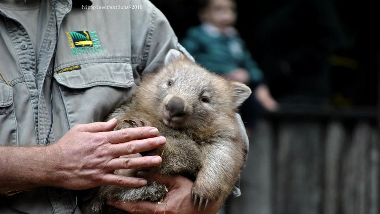 Unul din cele mai neobișnuite job-uri din lume