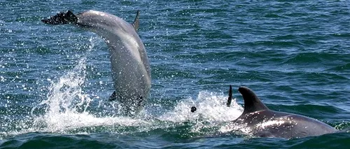 Rusia va prelua custodia delfinilor antrenați militar la Sevastopol 