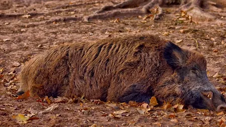 Stop pestei porcine africane. Se construiesc garduri și se intensifică vânătoarea mistreților