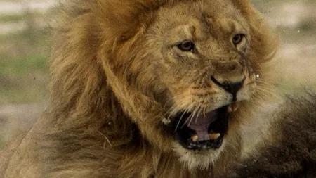 Un cercetător de teren dezminte că fratele leului Cecil ar fi mort