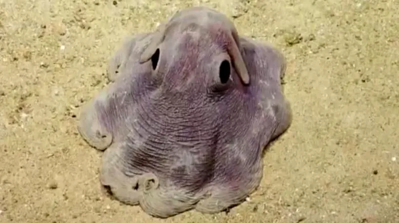 Cum arată caracatița Dumbo, noul animal-vedetă de pe YouTube