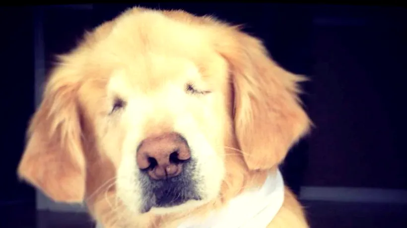 Povestea câinelui Smiley, un Golden Retriever născut orb, care îi învață pe oameni să trăiască 