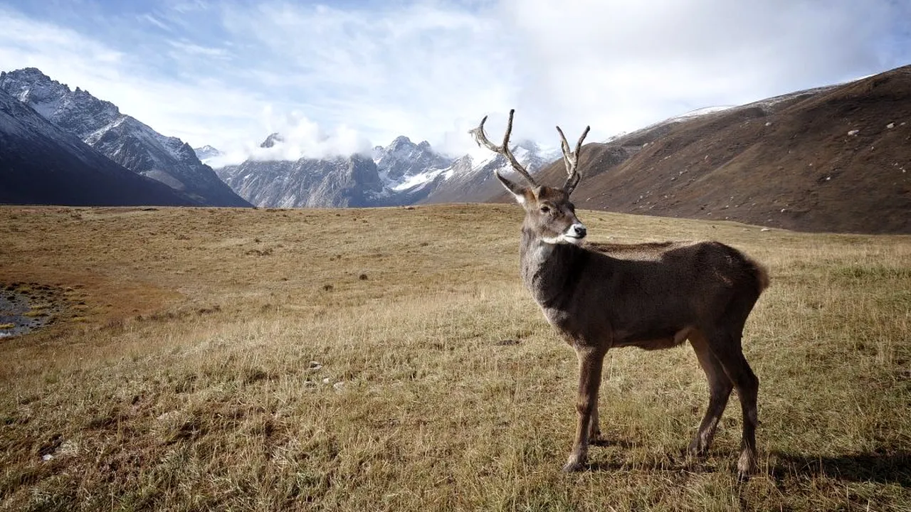 Suedia are în plan construirea unor poduri speciale pentru reni, care să-i ferească de accidente