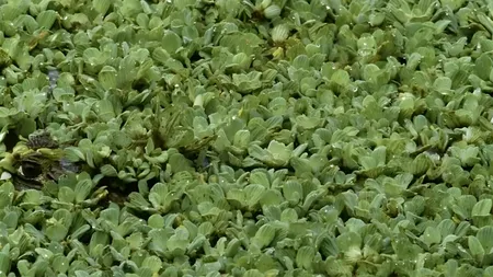 Test IQ | Găsiți aligatorul ascuns în această iluzie optică