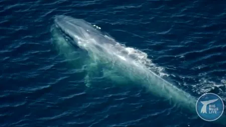 Cum arată cea mai mare inimă din lume