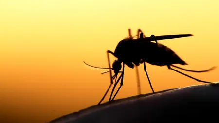 Ce arată un studiu despre comportamentul țânțarilor. Când decid să te atace, de fapt