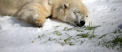 Cadoul primit de ziua lor de doi urși polari de la o grădină zoologică din SUA. FOTO